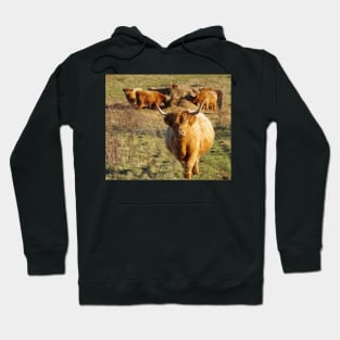 Highland cattle Hoodie